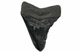 Fossil Megalodon Tooth - South Carolina #340285-2